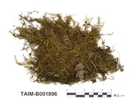 藏品(麻羽苔)的圖片